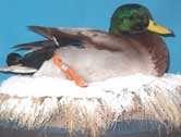Mallard Drake